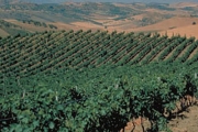 Bianco, rosso…ma soprattutto green: il vino italiano diventa eco