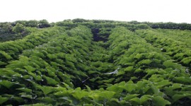 E(co)…dera