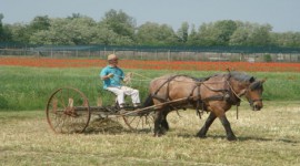 Una vita ecocompatibile in stile Amish