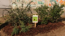 QVC fa sbocciare le peonie di Thompson&Morgan sulla Martesana