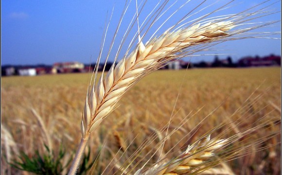 Cambiare l’agricoltura per ridurre la CO2 in atmosfera?