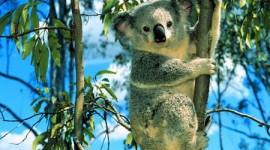 Moda green…dall’eucalipto!