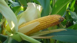 Gli architetti francesi creano una casa…di pannocchie mais!