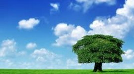 Un albero per ogni neonato, la legge alimenta la vita e l’ambiente