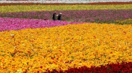 Flor13: Torino si colora di verde grazie alla mostra mercato dei fiori