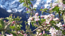 La festa della fioritura e il segreto dei fiori ghiacciati