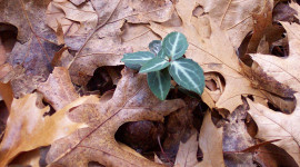 I profili green più cercati