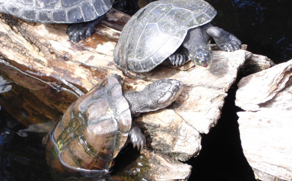 WWF: hanno raggiunto il mare 22 nuovi piccoli di tartaruga marina