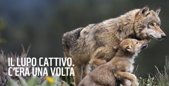 “Balla coi lupi”, Flash-mob in 10 piazze italiane per la campagna #soslupo