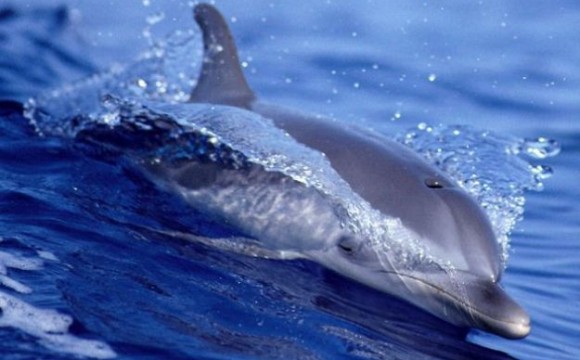 Joussour racconta il Mediterraneo sostenibile