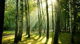 Scegliere i pallet di legno conviene a tutti