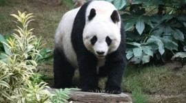 Gioielli con il panda: nuove creazioni firmate Misis
