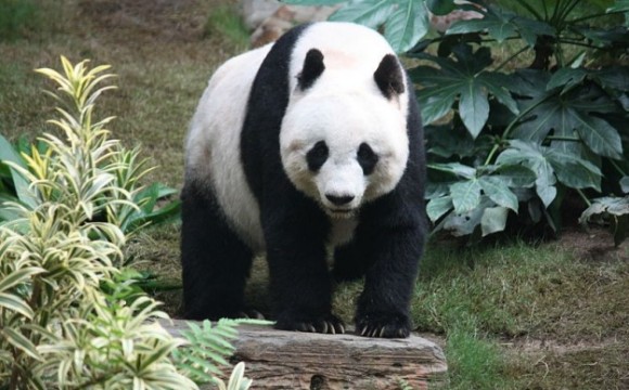 Gioielli con il panda: nuove creazioni firmate Misis