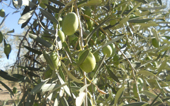 “I giorni dell’Olio” nelle botteghe Altromercato