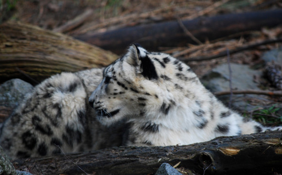Una giornata di scialpinismo a sostegno del leopardo delle nevi