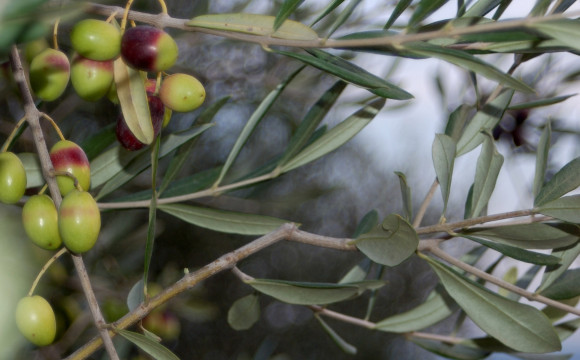 Caldaie policombustibili a biomassa: riscaldare casa con mais e olive