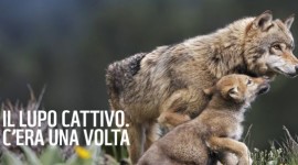 “Balla coi lupi”, Flash-mob in 10 piazze italiane per la campagna #soslupo